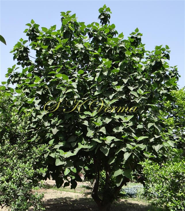  Plant